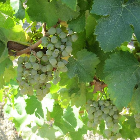 Podere Riosto Cantina&Agriturismo Pianoro Eksteriør bilde