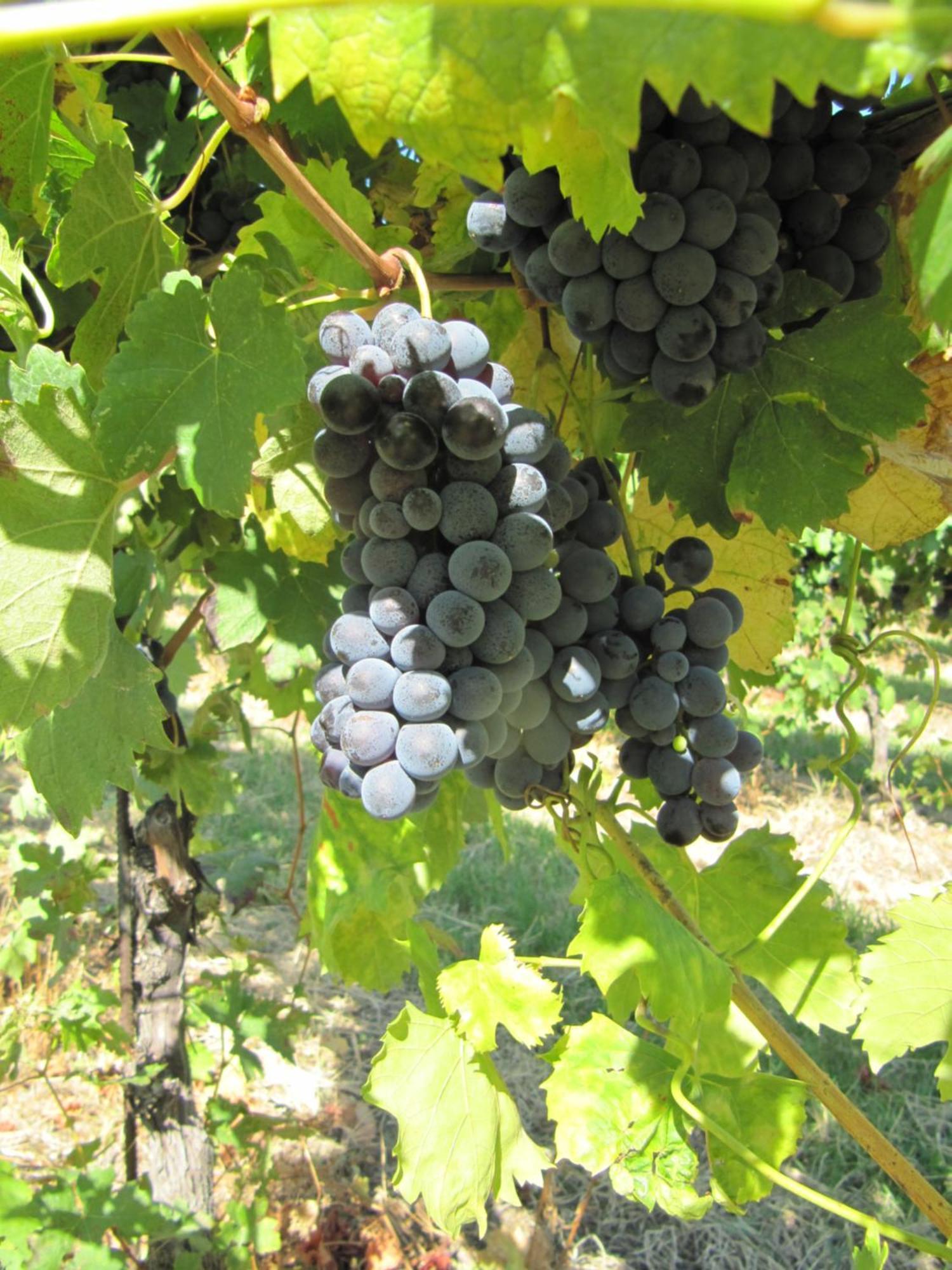 Podere Riosto Cantina&Agriturismo Pianoro Eksteriør bilde