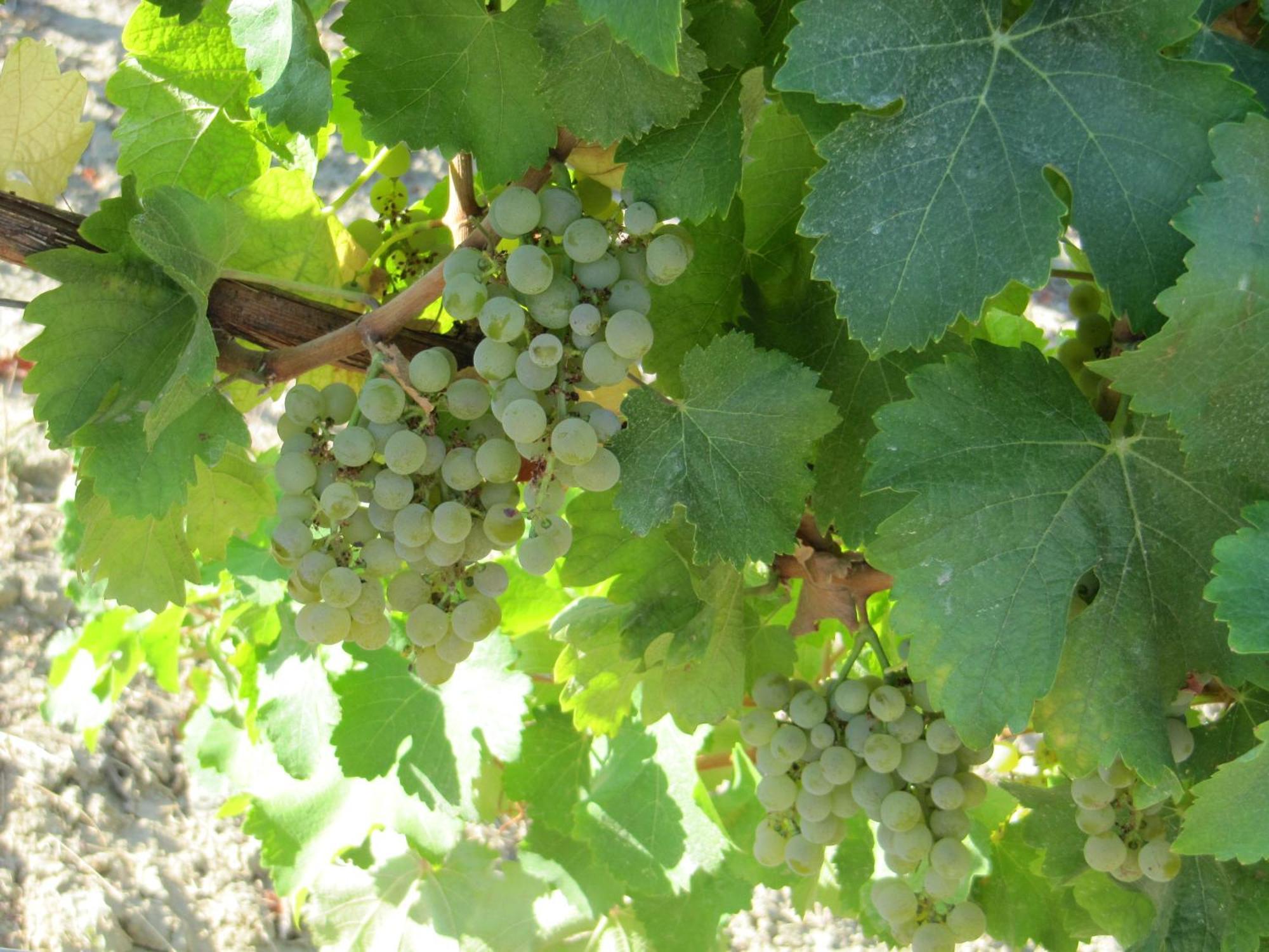 Podere Riosto Cantina&Agriturismo Pianoro Eksteriør bilde