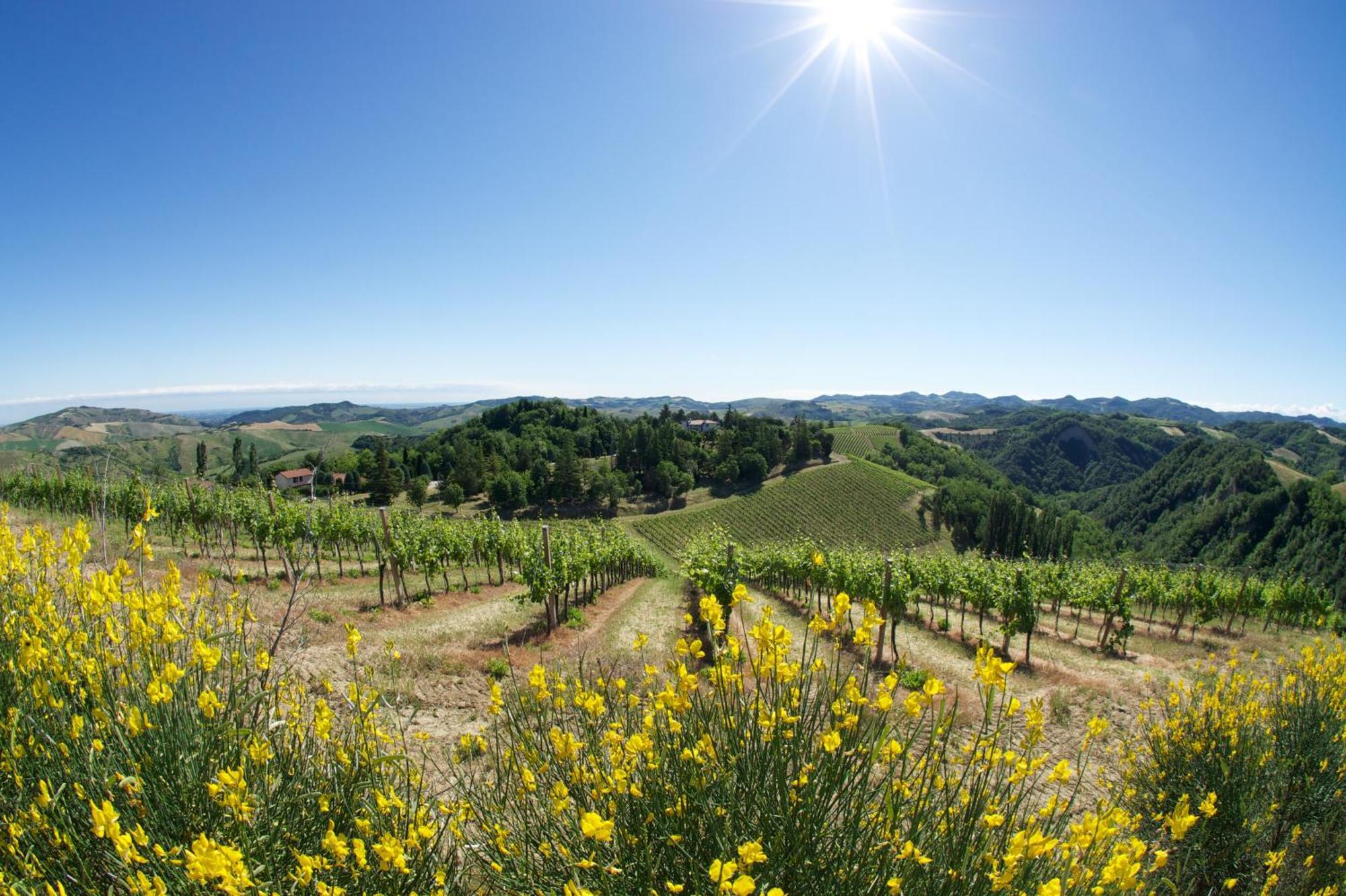 Podere Riosto Cantina&Agriturismo Pianoro Eksteriør bilde