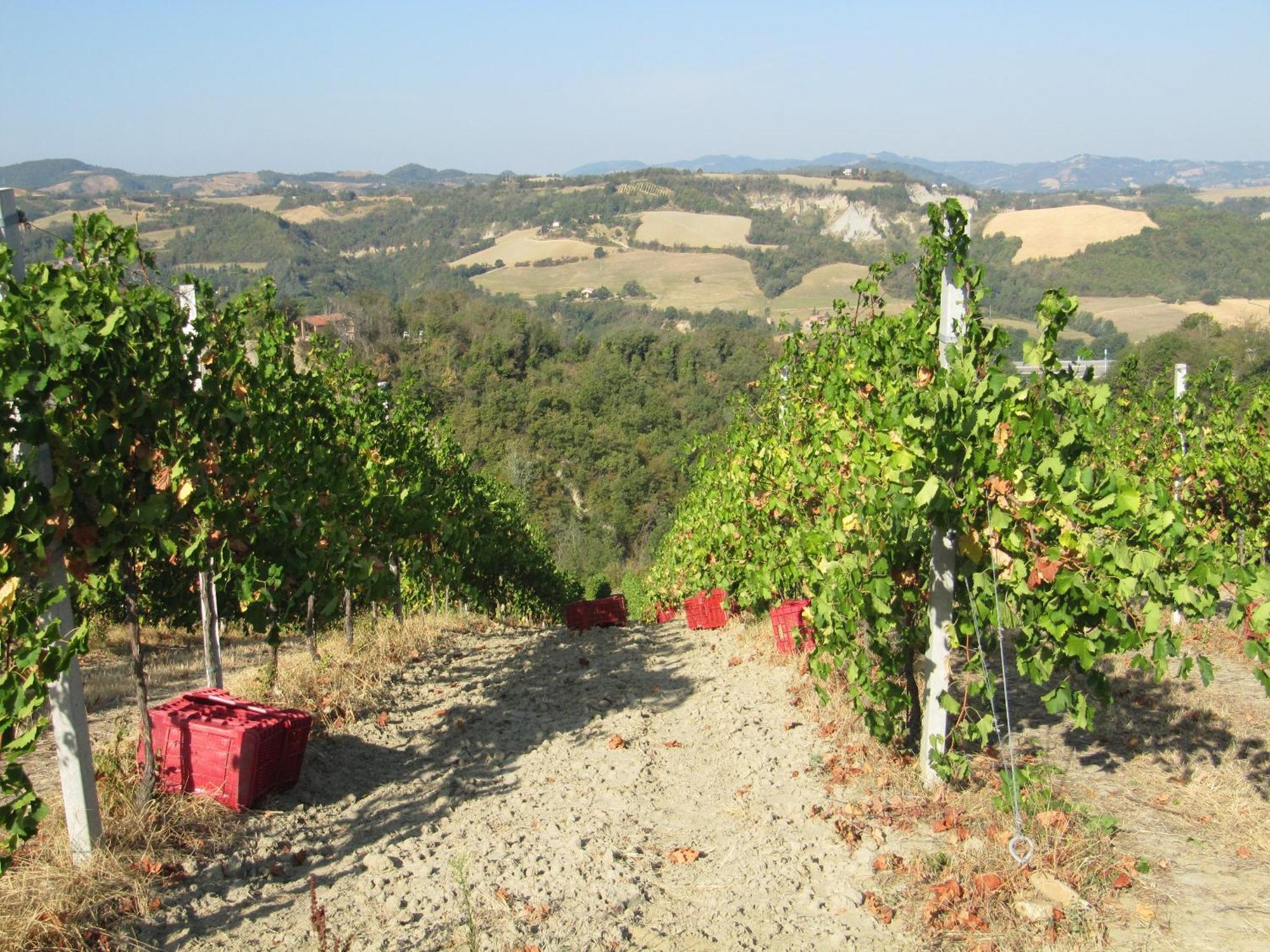 Podere Riosto Cantina&Agriturismo Pianoro Eksteriør bilde