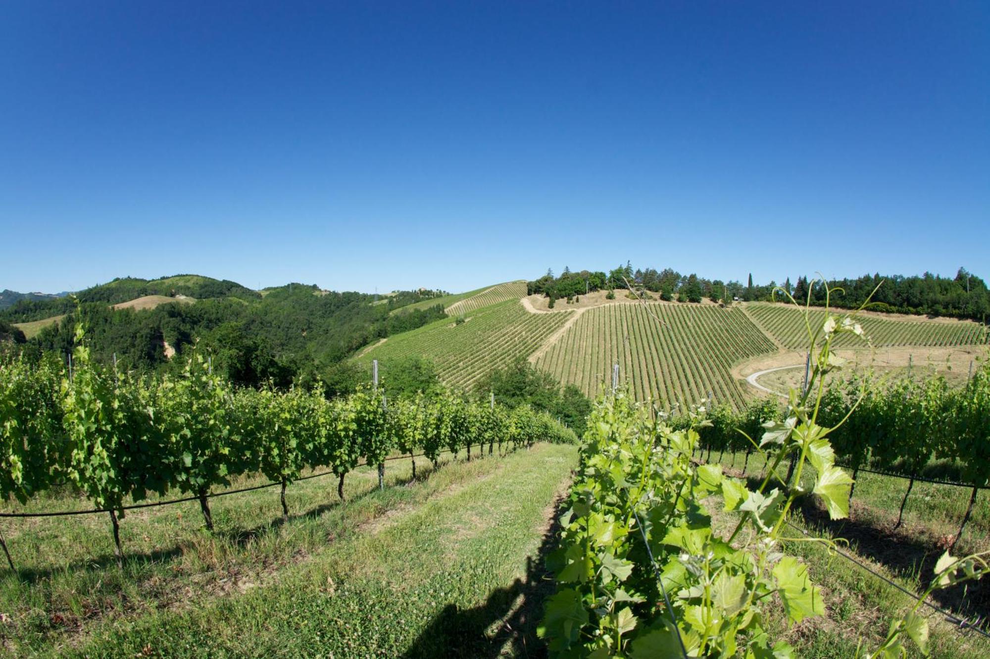 Podere Riosto Cantina&Agriturismo Pianoro Eksteriør bilde
