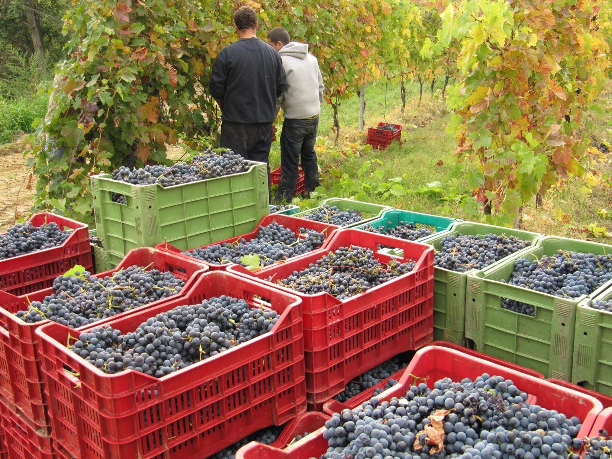 Podere Riosto Cantina&Agriturismo Pianoro Eksteriør bilde